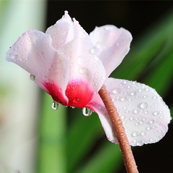 摩羯座女生大姨媽來時(shí)有什么特殊嗜好(圖文)