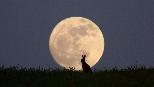 2019己亥年農歷九月二十九出生的孩子星座與健康運勢分析!(圖文)