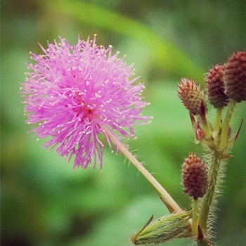雙魚座最心涼的事情(圖文)