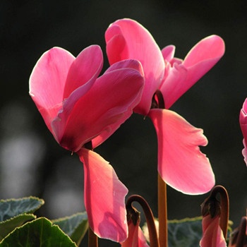 雙魚座戀愛多久才會交出銀行卡(圖文)