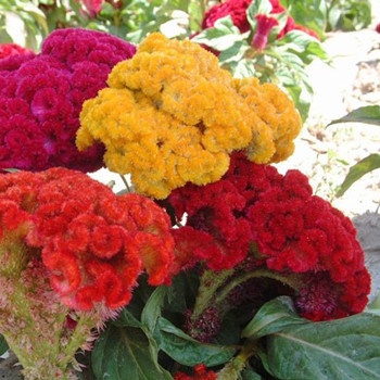 雙魚座最尷尬的事有哪些(圖文)