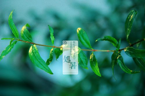 2019年處暑出生五行缺金的女寶寶大氣取名合集(圖文)