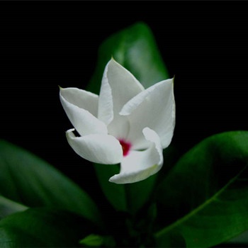 摩羯座女生都有哪些瘦身方法(圖文)