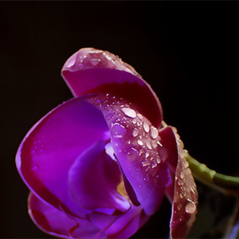 雙魚座如何面對自己的夢想(圖文)