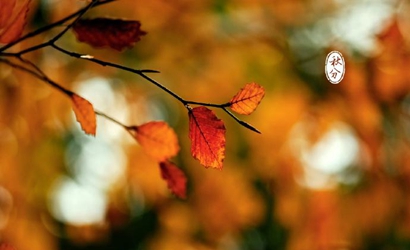 2019年秋分出生的豬寶寶好嗎 缺什么五行?(圖文)