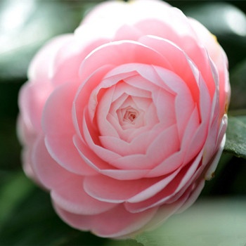 雙魚座老公的忠誠度(圖文)