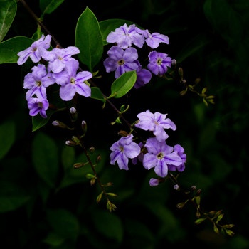 水瓶座認為渣男是什么樣的(圖文)