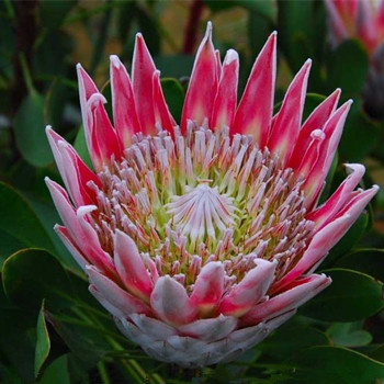 雙魚座男生經(jīng)常約你代表什么(圖文)