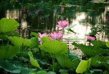 生肖屬虎的人2018年6月運勢解析