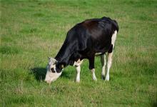 屬牛的吉祥物是什么