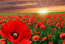 姓名筆畫數測試婚姻要點