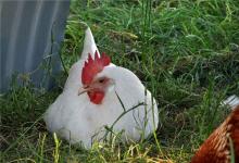 今年屬雞的財運和運氣如何