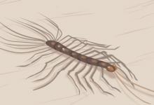 男人高低肩的話一生的財運如何呢