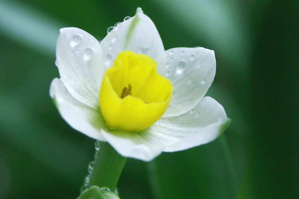 鄭博士:鼻子看你一生命運好壞(圖文)