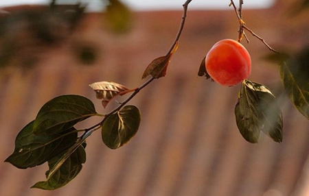 2019年寒露農(nóng)歷九月初十不能出遠(yuǎn)門嗎,寒露養(yǎng)生吃什么好?(圖文)