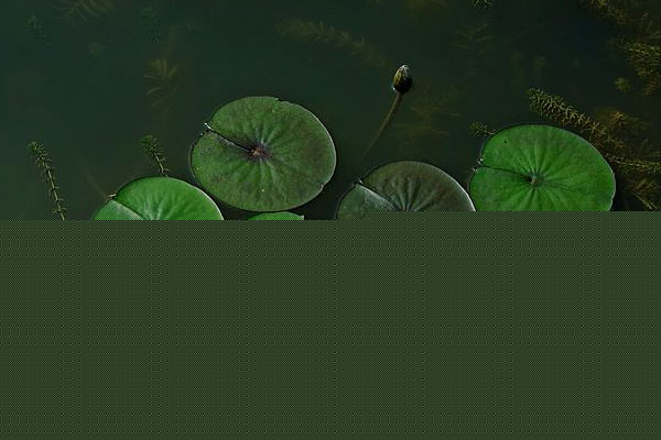 鼻梁高的女人面相好不好(圖文)