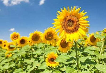 2019年農歷十月初七出行吉利嗎，今天是不是出行吉日？(圖文)