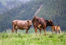 1997年屬牛人2020年運(yùn)勢(shì)女性 97牛女今年每月運(yùn)勢(shì)