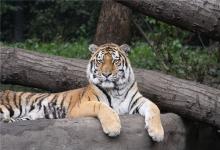 2021屬虎人全年運勢