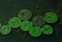 尖嘴猴腮的女人面相 奸狡之徒