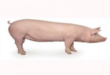 水豬幾月出生命好