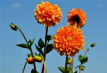 九死一生打生肖