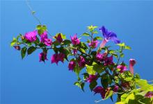 九死一生什么生肖