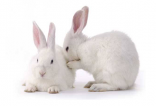 1987年屬兔一生有二婚