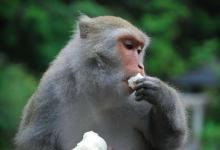 生肖猴最怕的出生月份