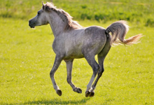 屬馬的文昌方位