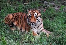 1962年屬虎人2020年運勢女性 62虎女今年每月運勢