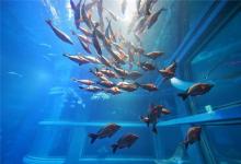 養(yǎng)什么魚招財?怎么選?