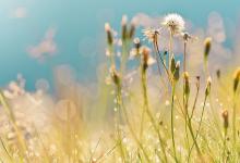 生肖羊一生的貴人屬相是什么?屬羊貴人是什么身份?