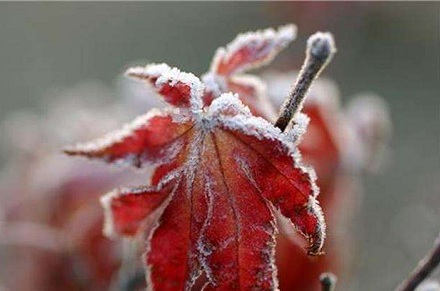 2019年霜降出生出自詩經的唯美女孩名字大全(圖文)