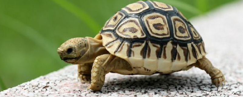 夢見很多小烏龜什么意思 夢見很多小烏龜預示什么