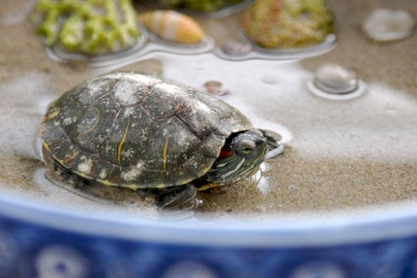 夢見很多小烏龜什么意思 夢見很多小烏龜預示什么