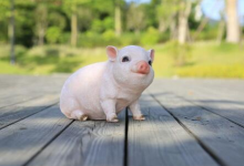 時辰八字算命-屬豬的人什么時辰出生命好