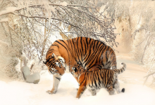 62年屬虎58歲需要注意什么