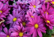 1953年的生肖何時好運