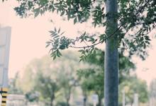 2018年屬猴的人事業運好不好?幾月事業運優秀?