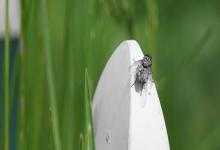 夢到蒼蠅滿屋飛是什么意思