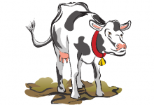 生肖牛男人的感情弱點是什么