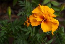 屬金的字有哪些