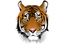 1974年屬虎的40歲以后命運如何