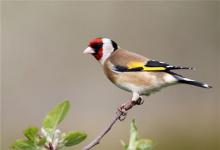 小鳥來我家筑窩的寓意