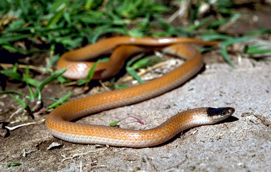 夢到彩色的蛇意味著什么 夢見彩色的蛇有什么征兆