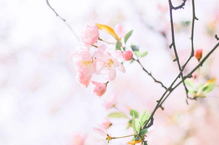 2019年小雪出生乳名 2019年小雪新潮有趣寶寶小名精選!(圖文)