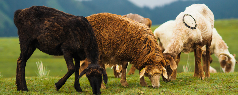 夢見羊丟了是什么兆頭 夢見羊丟了是什么意思