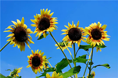 旺桃花風(fēng)水布局—2020年催桃花運(yùn)家居風(fēng)水布局！(圖文)