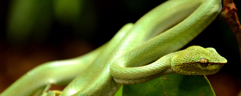 夢到彩色的蛇意味著什么 夢見彩色的蛇有什么征兆